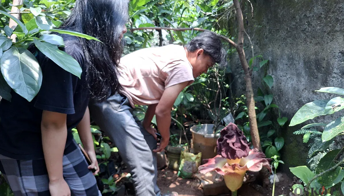 Arif bersama putrinya menunjukkan bunga bangkai yang mekar di belakang rumah kakaknya di Srengseng Sawah, Jakarta Selatan. (Sumber: POSKOTA | Foto: Angga Pahlevi)