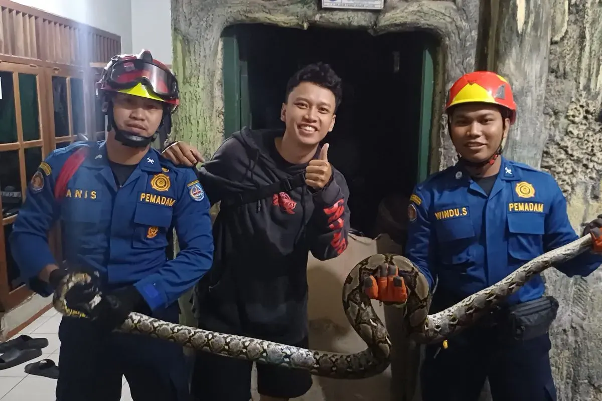 Petugas mengevakuasi ular sepanjang 3 meter di rumah warga, Kelurahan Tanah Baru, Kecamatan Beji, Kota Depok. (Sumber: Dok. Damkar Depok)