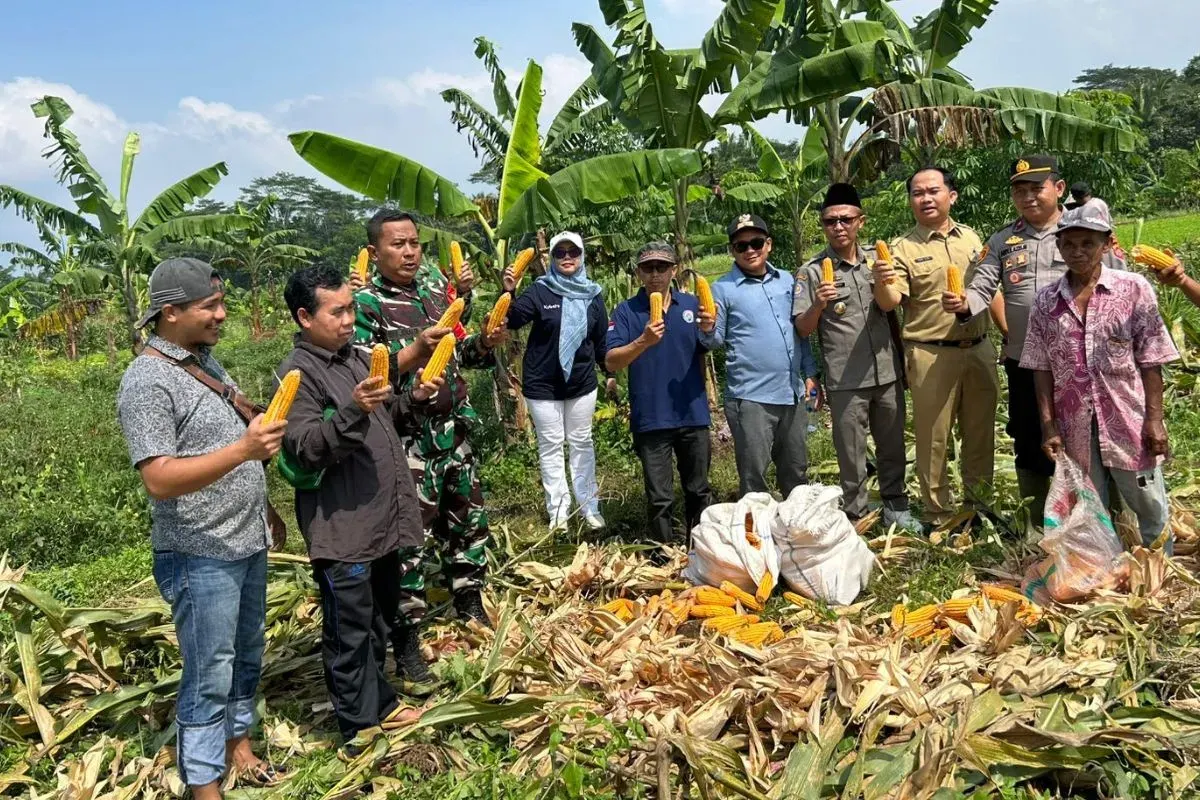 Panen raya jagung Desa Padahayu, Kecamatan Cikedal, Kabupaten Pandeglang, Selasa, 7 Oktober 2025. (Sumber: Dok. Polsek Cikedal)