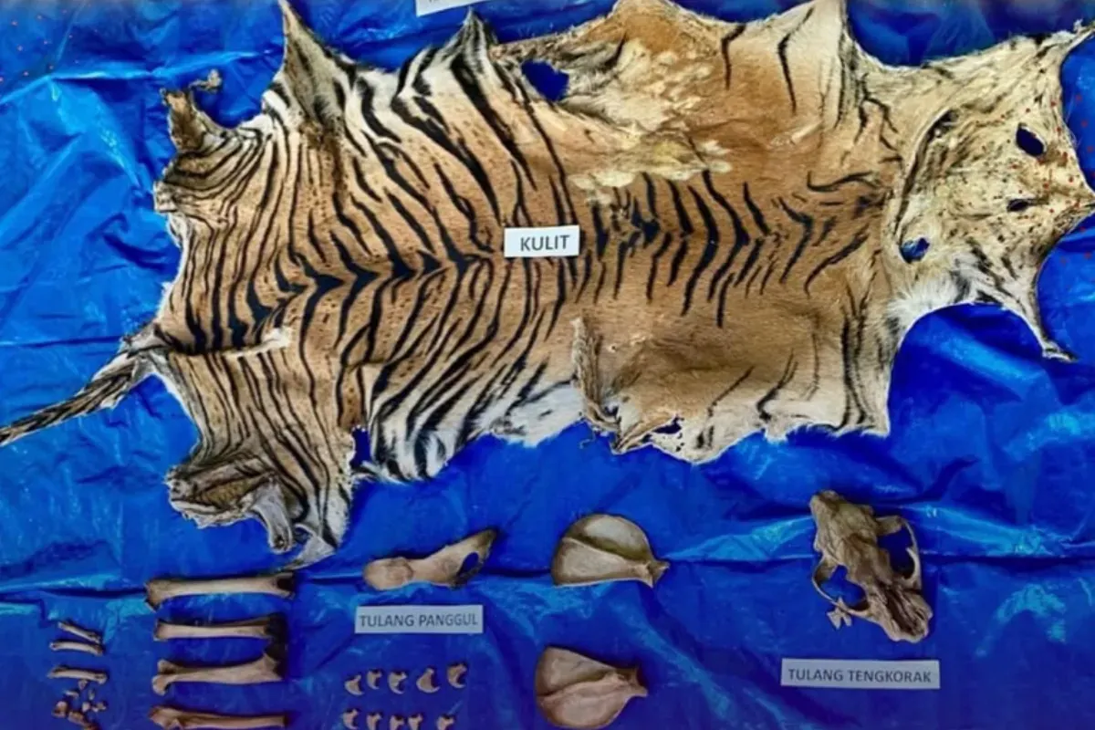 Bukti kulit harimau sumatera yang diamankan oleh Polda Aceh serta adanya dugaan perdagangan satwa liar. (Sumber: Instagram/@bidhumaspoldaaceh)
