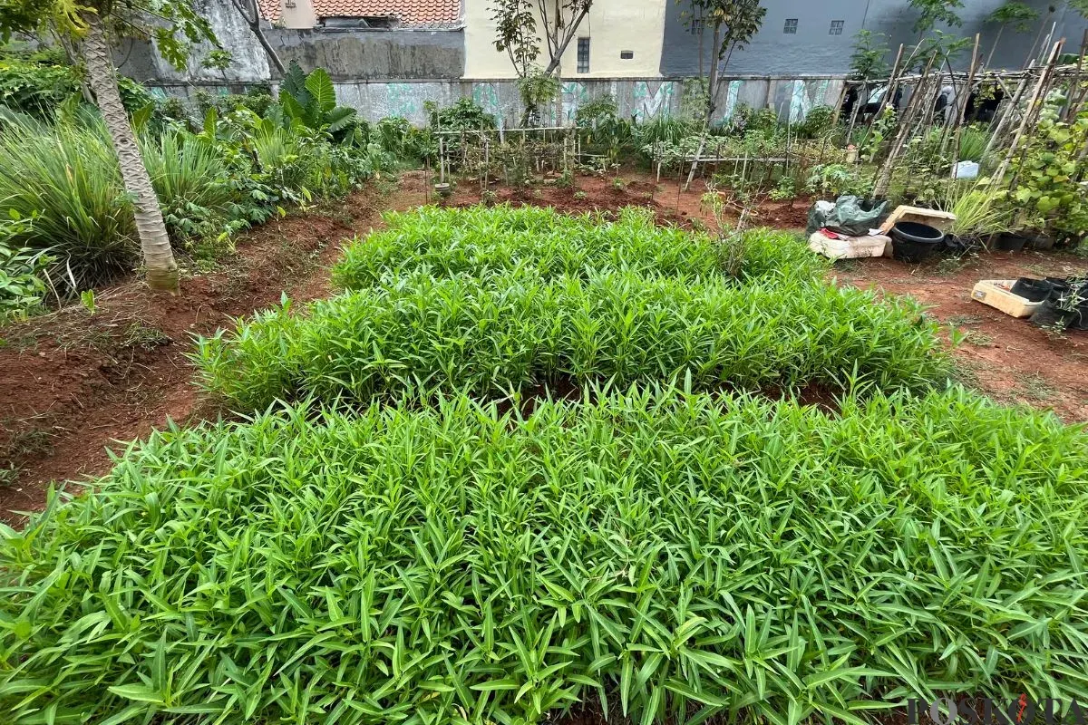 Lahan seluas 5.000 meter persegi di sebuah komplek perumahan di kawasan Kalideres, Jakarta Barat, dijadikan urban farming, Rabu, 8 Oktober 2025. (Sumber: Poskota/Pandi Ramedhan)