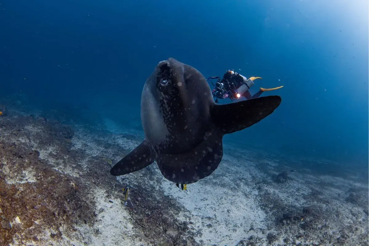 Scuba Go Indonesia. (Sumber: Dok. Istimewa)