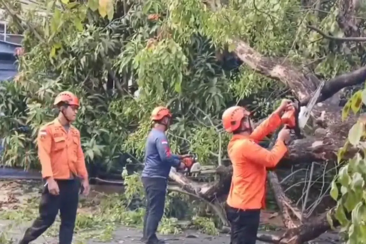 Petugas BPBD Kota Bekasi mengevakuasi pohon akasia tumbang di Jalan Kaliabang Tengah, Bekasi Utara, Kota Bekasi, Selasa, 21 Oktober 2025. (Sumber: Dok. Istimewa)