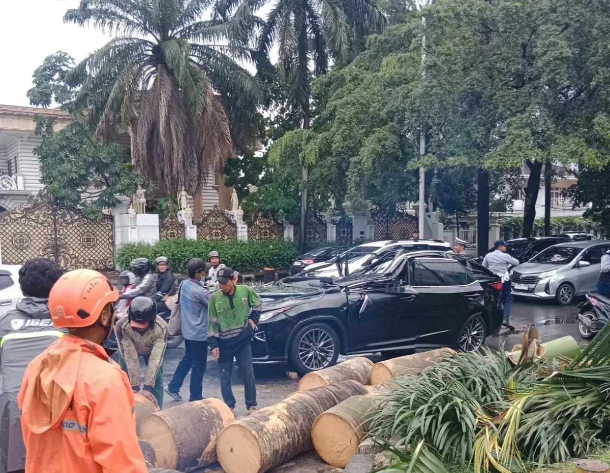Situasi di TKP pohon tumbang yang menimpa mobil Lexus di kawasan Pondok Indah, Jakarta Selatan, pada Minggu siang, 26 Oktober 2025. (Sumber: BPBD Jakarta)