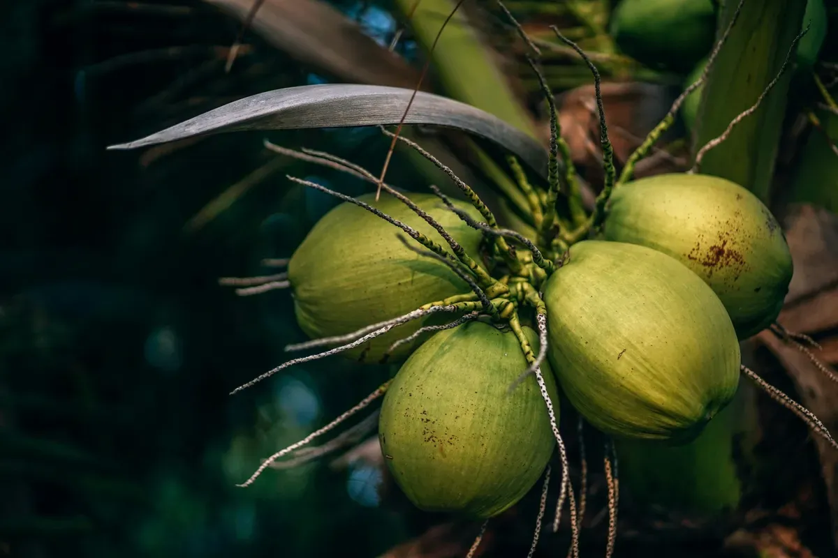 Hari Kelapa Sedunia Diperingati Tiap 2 September, Berikut Penjelasan dan Manfaatnya (Sumber: Unsplash/Nipanan Lifestyle)