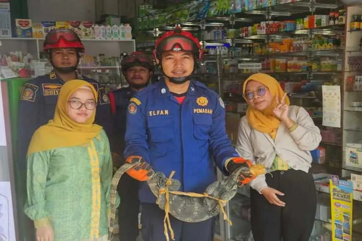 Tim Damkar Depok berhasil evakuasi Biawak besar masuk ke dalam toko apotik daerah Sukmajaya, Kota Depok. (Sumber: Damkar Depok)