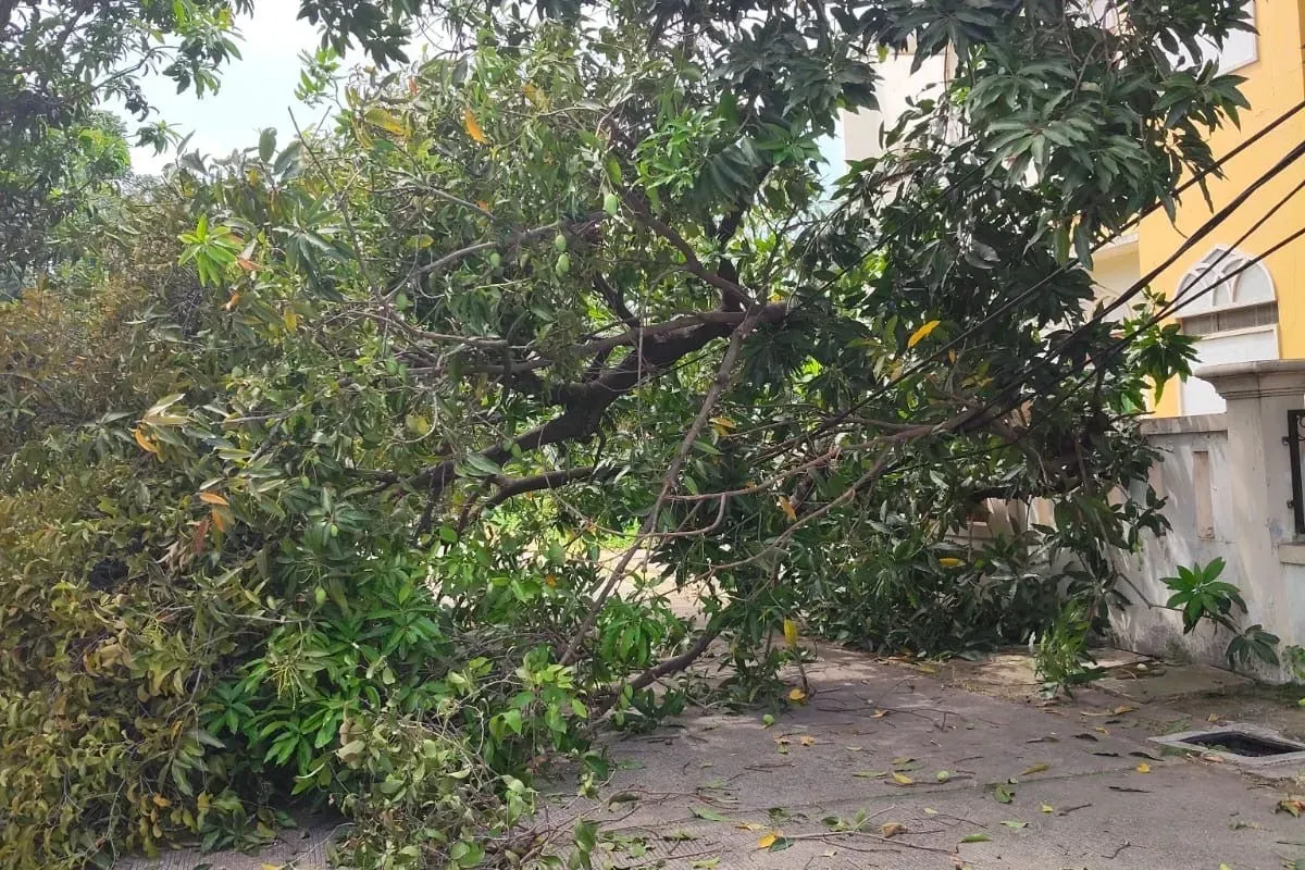 Pohon mangga tumbang timpa kabel hingga kendaraan di kawasan Kelapa Gading, Jakarta Utara, Selasa, 2 September 2025. (Sumber: Dok. Damkar)