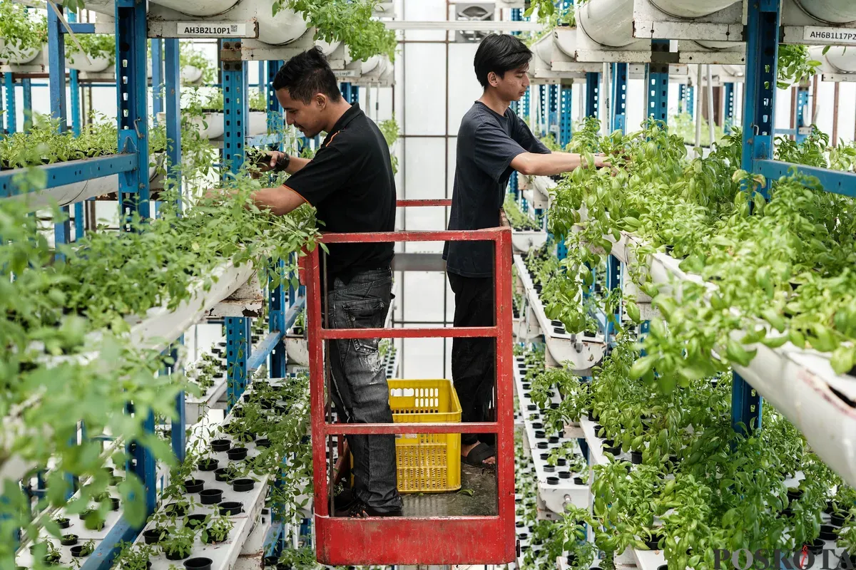 Pekerja memanen sayuran di Ladang Farm, Cilandak, Jakarta, Rabu, 3 September 2025. (Sumber: Poskota/Bilal Nugraha Ginanjar)