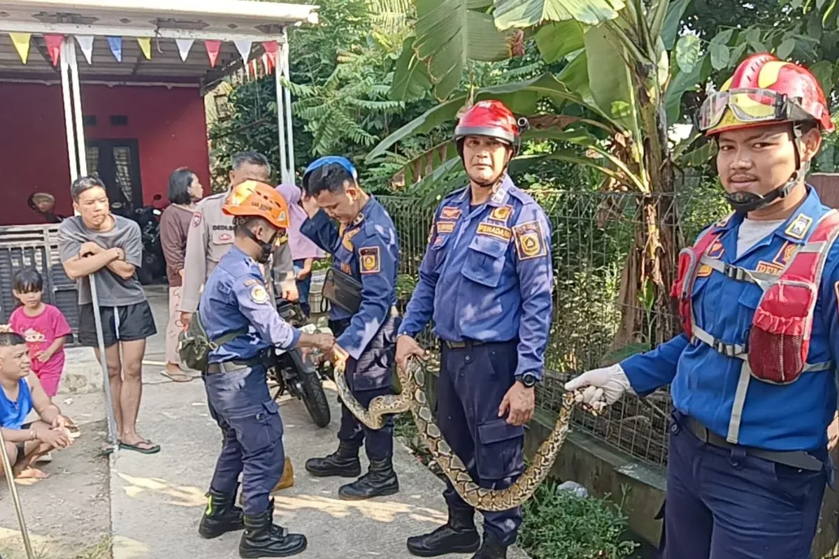 Ular sanca dievakuasi Damkar Kabupaten Bogor yang masuk ke rumah warga di kawasan Cibinong, Kamis, 4 September 2025. (Sumber: Dok. Damkar Bogor)