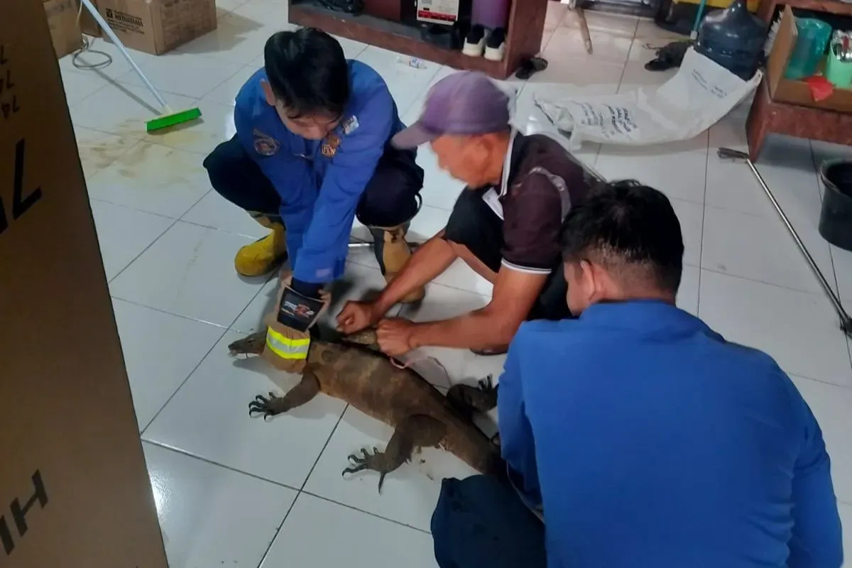 Petugas Damkar Kota Depok mengevakuasi biawak dari ruangan di SDN Cimpaeun 01, Kelurahan Cimpaeun, Kecamatan Tapos, Kota Depok, Senin, 8 September 2025. (Sumber: Dok. Damkar Kota Depok)