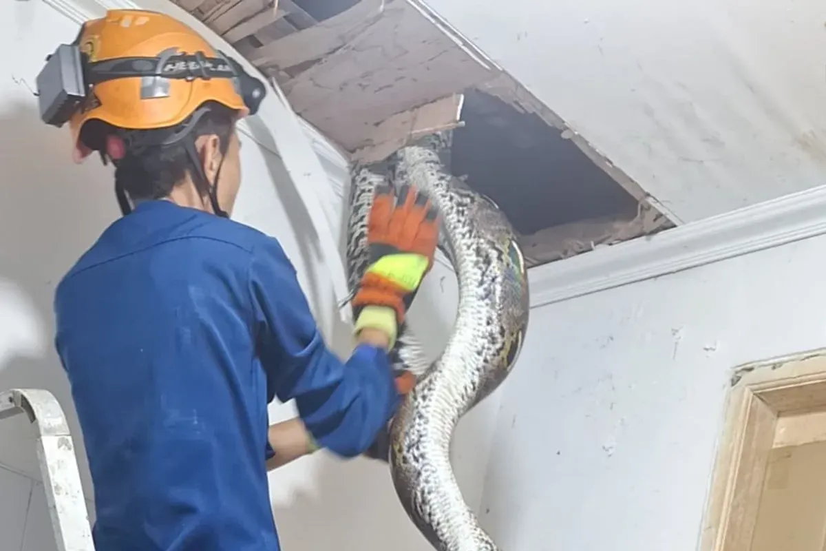 Petugas mengevakuasi ular dari dalam plafon kamar mandi rumah di Perumahan Tropikal Indah RT 02 RW 02, Kelurahan Pangkalan Jati, Kecamatan Cinere, Kota Depok, Senin, 15 September 2025. (Sumber: Dok. Damkar Kota Depok)
