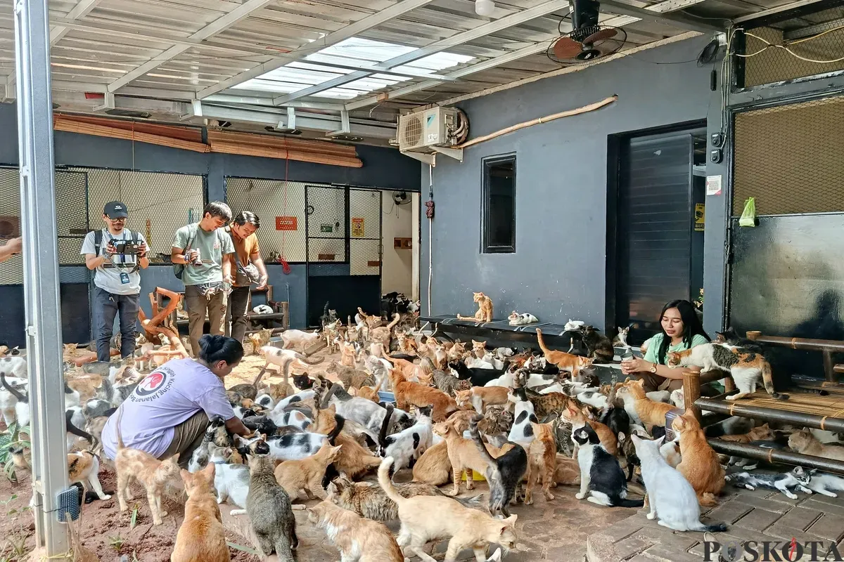 Ratusan kucing jalanan ditampung di Rumah Singgah Kucing Jalanan (RSKJ) Bekasi yang didirikan Wilda Undriyani sejak 2021. (Sumber: Poskota/Nurpini Aulia Rapika)