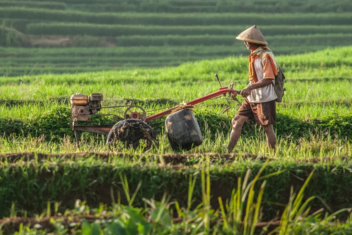 Hari Tani Nasional Diperingati Tanggal 24 September, Berikut Sejarah dan Rencana Aksi Demo (Sumber: Unsplash/Jantri Simbolon)