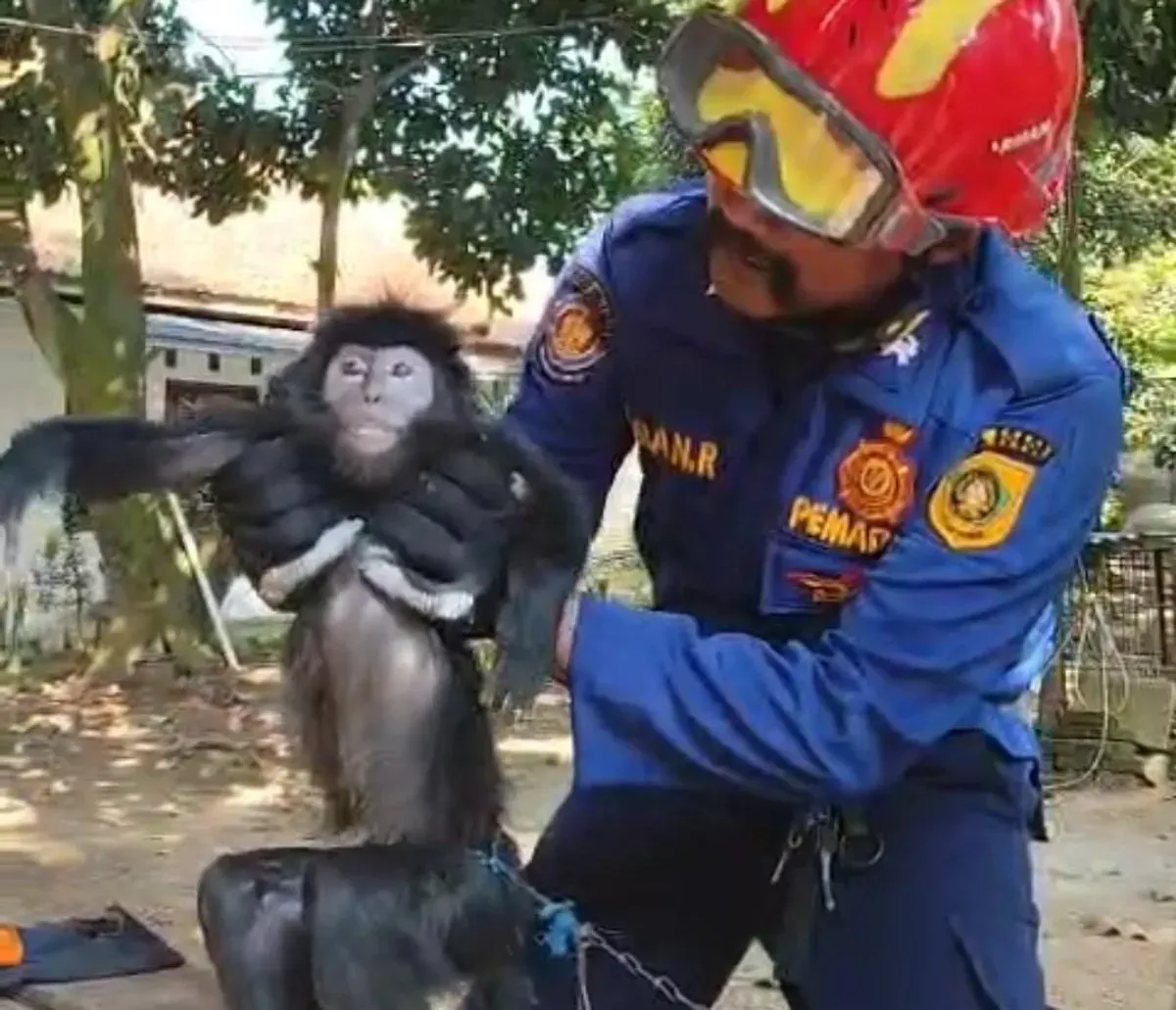 Lutung Jawa ini diselamatkan petugas Damkar usai nyangkut pada kabel listrik di Parungpanjang, Kabupaten Bogor. (Sumber: Damkar Bogor)