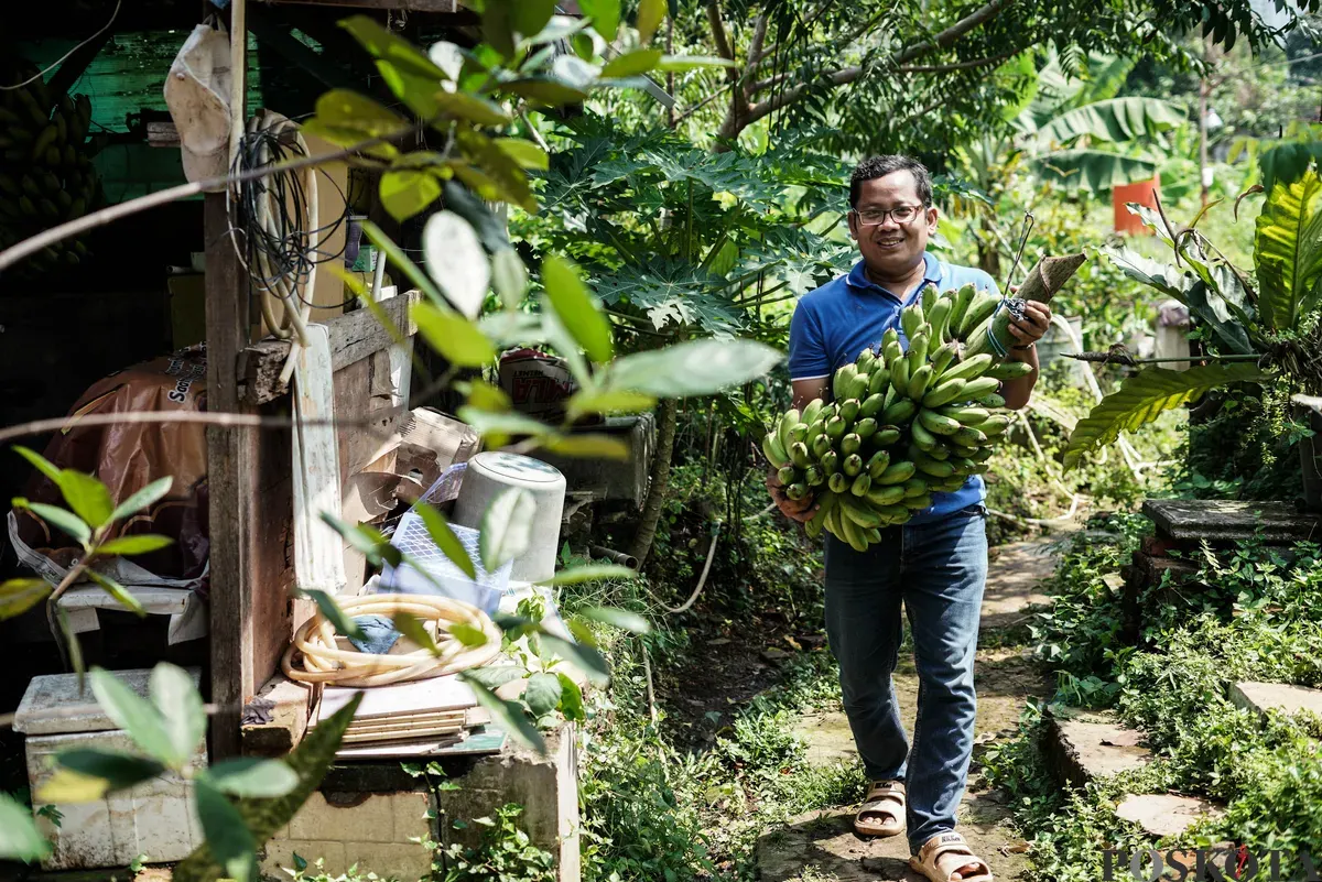 Warga merawat pohon pisang di Kebun Poktan Taruna Jaya, Karet Tengsin, Tanah Abang, Jakarta, Rabu, 24 September 2025. (Sumber: Poskota/Bilal Nugraha Ginanjar)