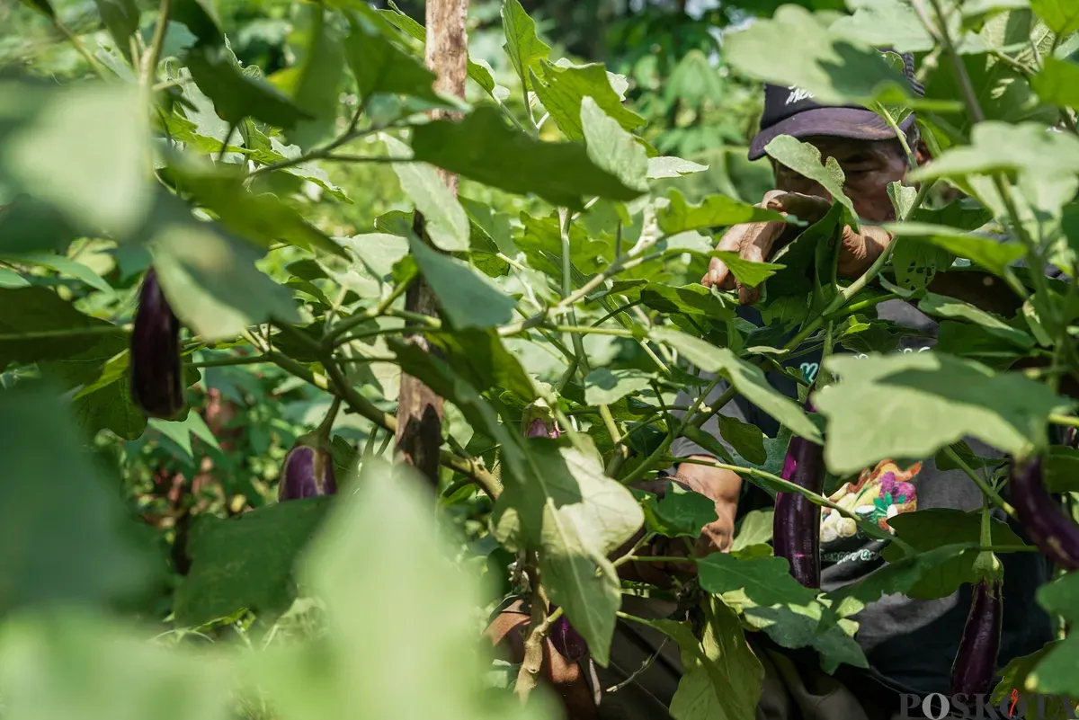 Warga memetik buah terong di Kebun Poktan Taruna Jaya, Karet Tengsin, Tanah Abang, Jakarta, Rabu, 24 September 2025. (Sumber: Poskota/Bilal Nugraha Ginanjar)