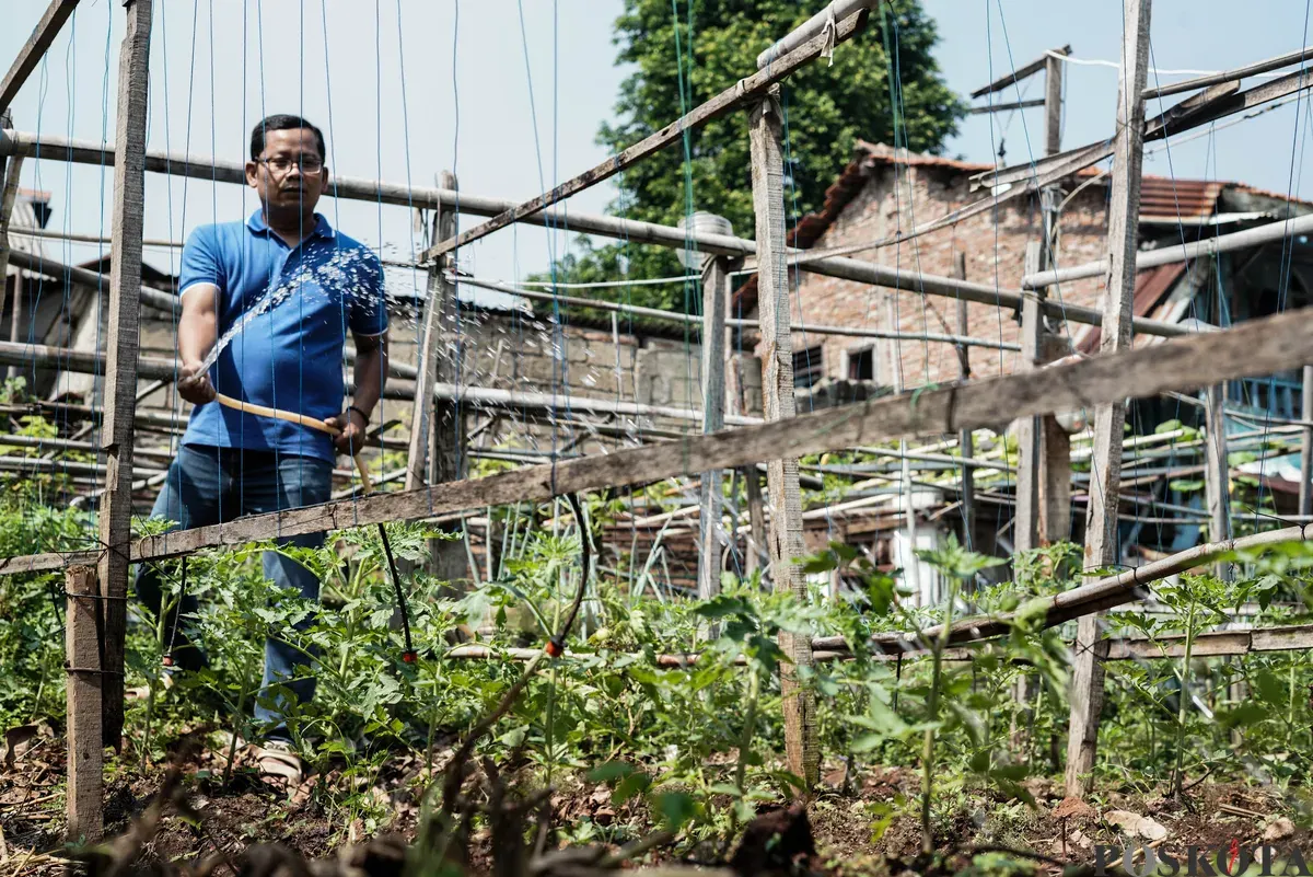 Warga menyiram tanaman di Kebun Poktan Taruna Jaya, Karet Tengsin, Tanah Abang, Jakarta, Rabu, 24 September 2025. (Sumber: Poskota/Bilal Nugraha Ginanjar)