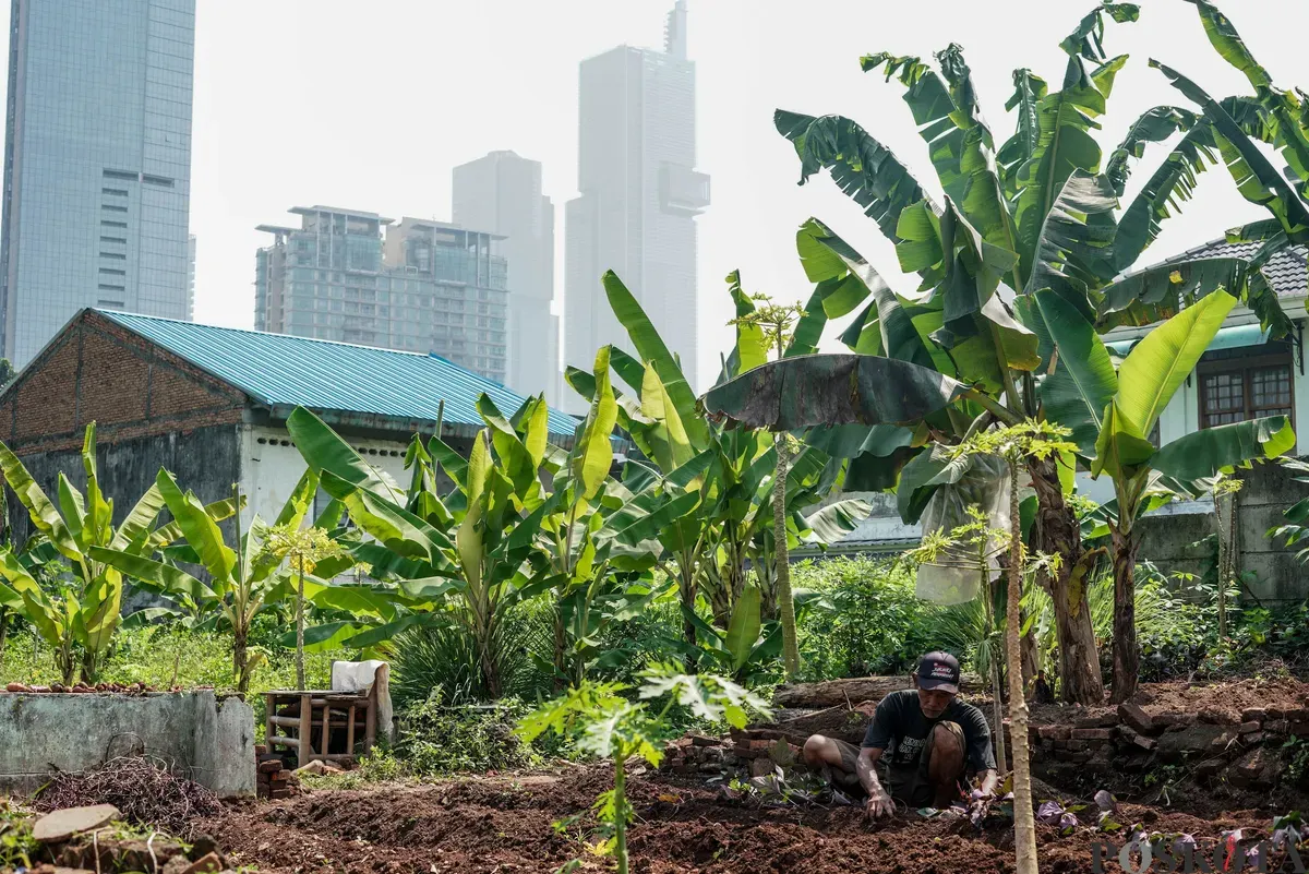 Warga menanam ubi ungu di Kebun Poktan Taruna Jaya, Karet Tengsin, Tanah Abang, Jakarta, Rabu, 24 September 2025. (Sumber: Poskota/Bilal Nugraha Ginanjar)