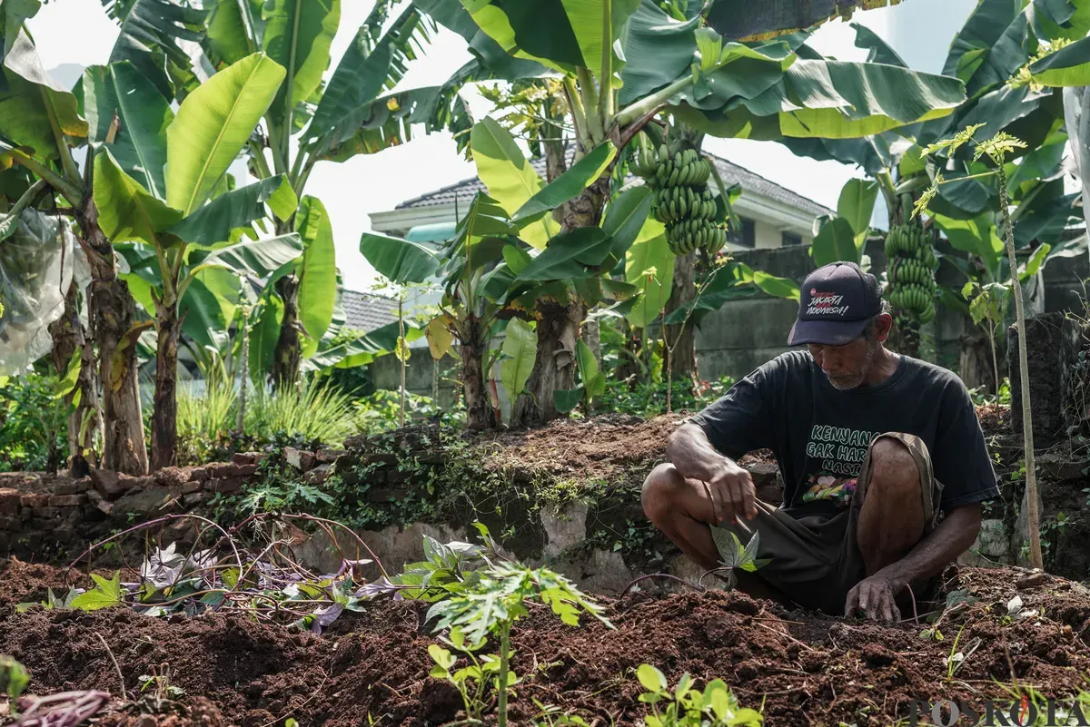 Warga menanam ubi ungu di Kebun Poktan Taruna Jaya, Karet Tengsin, Tanah Abang, Jakarta, Rabu, 24 September 2025. (Sumber: Poskota/Bilal Nugraha Ginanjar)