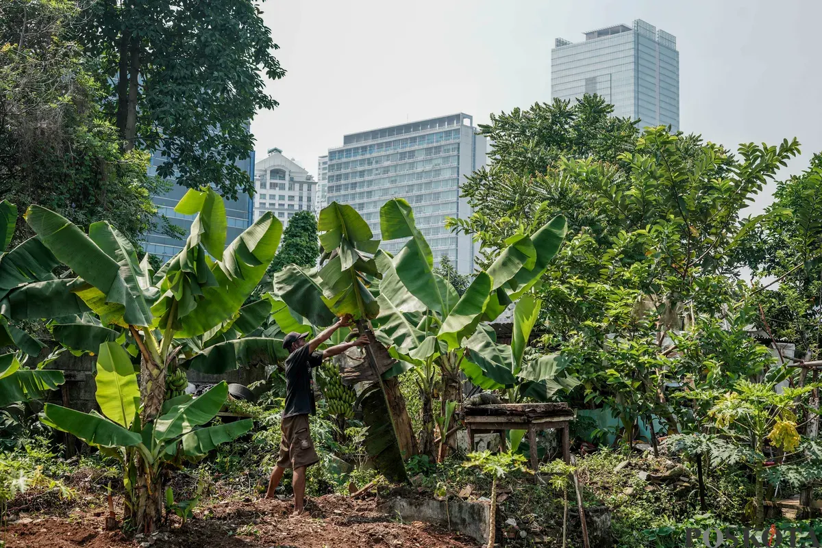 Warga merawat pohon pisang di Kebun Poktan Taruna Jaya, Karet Tengsin, Tanah Abang, Jakarta, Rabu, 24 September 2025. (Sumber: Poskota/Bilal Nugraha Ginanjar)