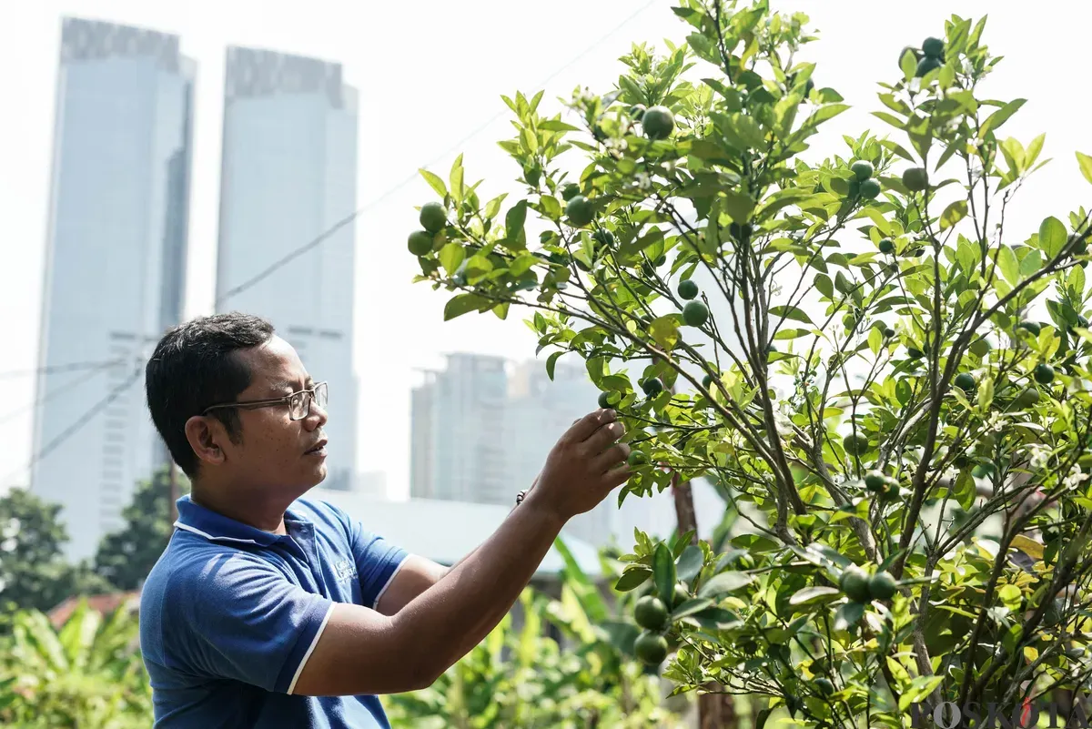 Warga memetik jeruk di Kebun Poktan Taruna Jaya, Karet Tengsin, Tanah Abang, Jakarta, Rabu, 24 September 2025. (Sumber: Poskota/Bilal Nugraha Ginanjar)