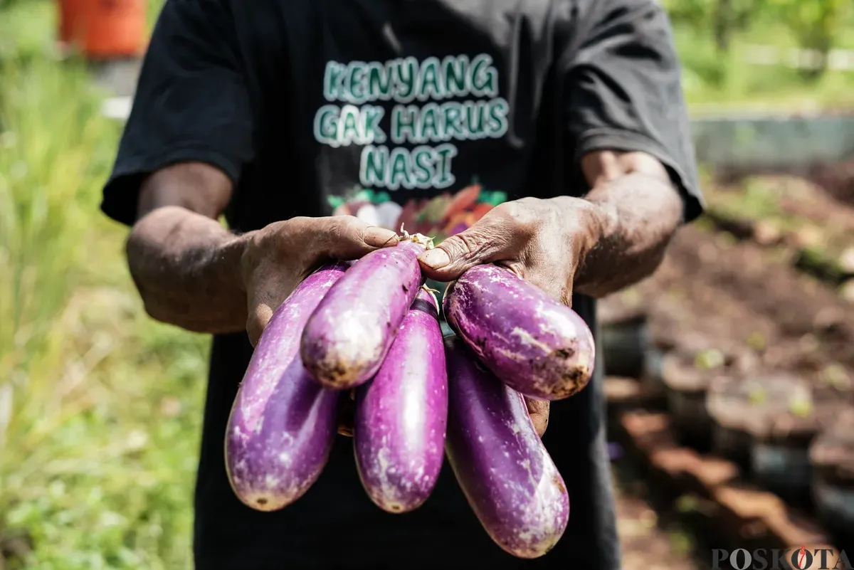 Warga menunjukan terong hasil panen di Kebun Poktan Taruna Jaya, Karet Tengsin, Tanah Abang, Jakarta, Rabu, 24 September 2025. (Sumber: Poskota/Bilal Nugraha Ginanjar)