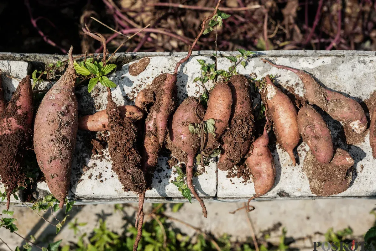 Ubi hasil panen di Kebun Poktan Taruna Jaya, Karet Tengsin, Tanah Abang, Jakarta, Rabu, 24 September 2025. (Sumber: Poskota/Bilal Nugraha Ginanjar)