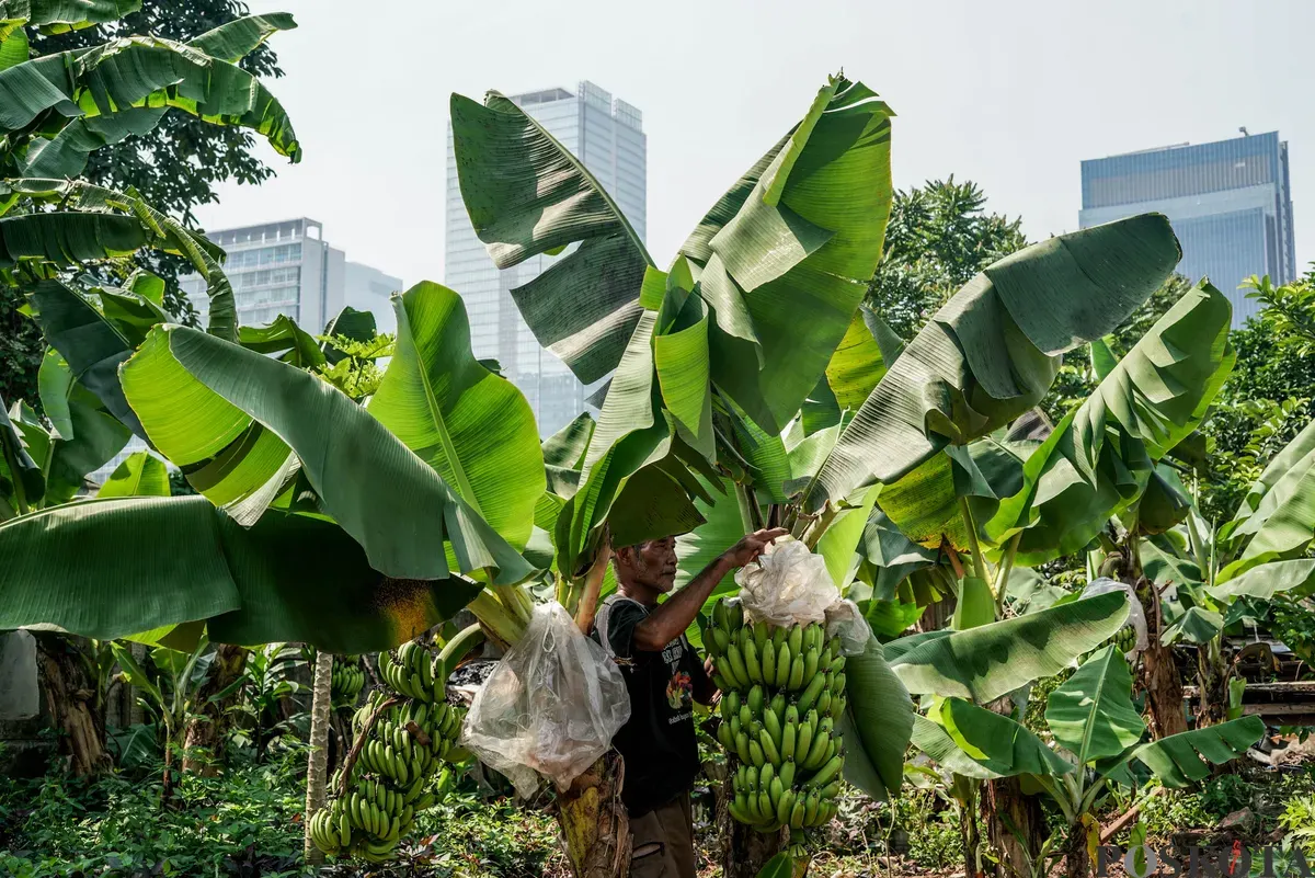 Warga merawat pohon pisang di Kebun Poktan Taruna Jaya, Karet Tengsin, Tanah Abang, Jakarta, Rabu, 24 September 2025. (Sumber: Poskota/Bilal Nugraha Ginanjar)