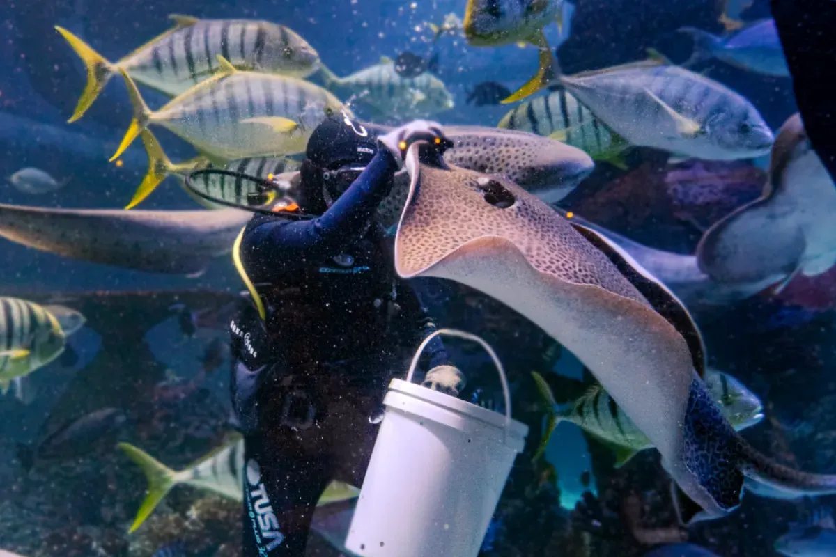 Ilustrasi tempat wisata edukatif di Jakarta. (Sumber: Jakarta Aquarium Safari)