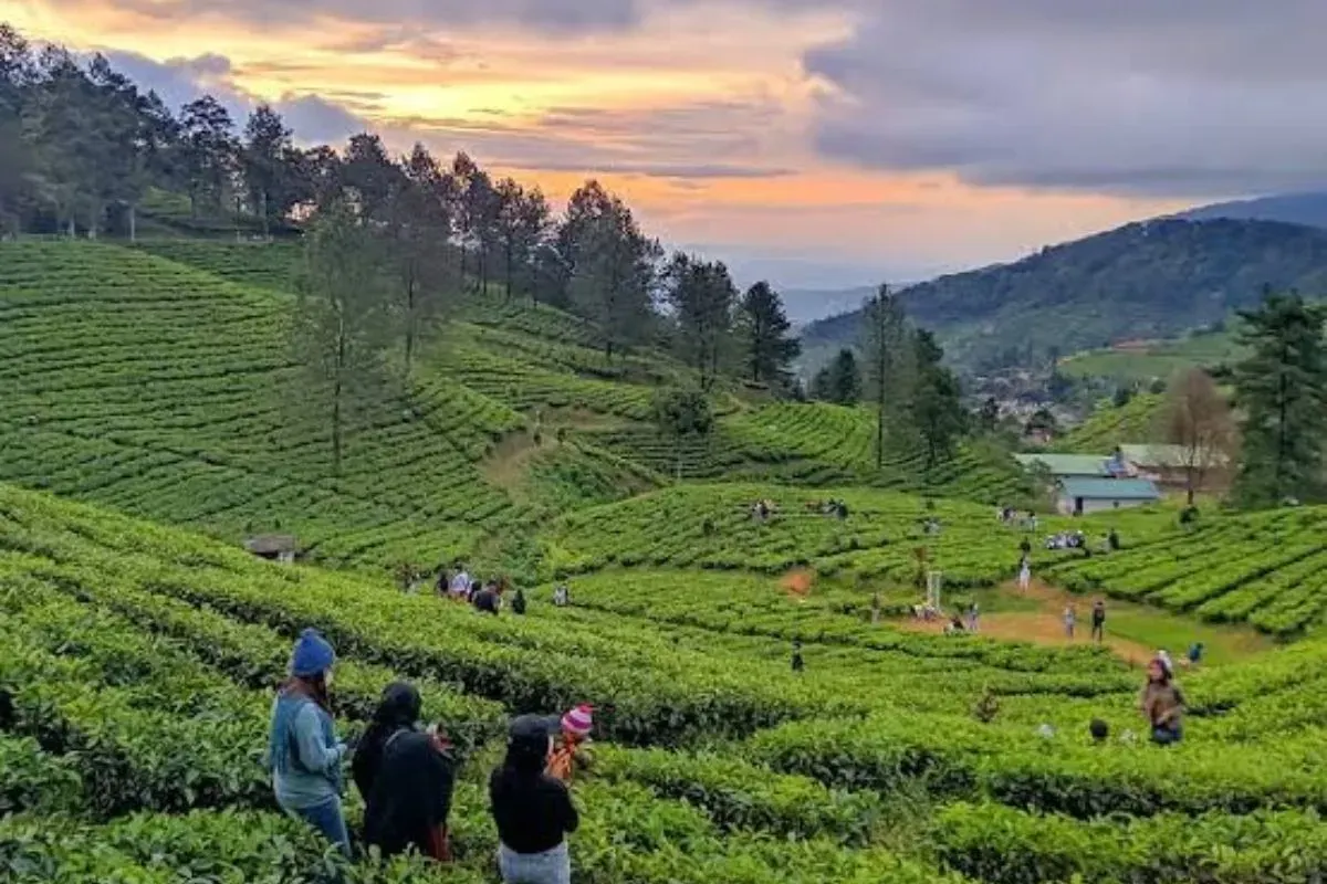 Pergi berlibur ke Puncak, Bogor, temukan beberapa destinasi serunya. (Sumber: Instagram)