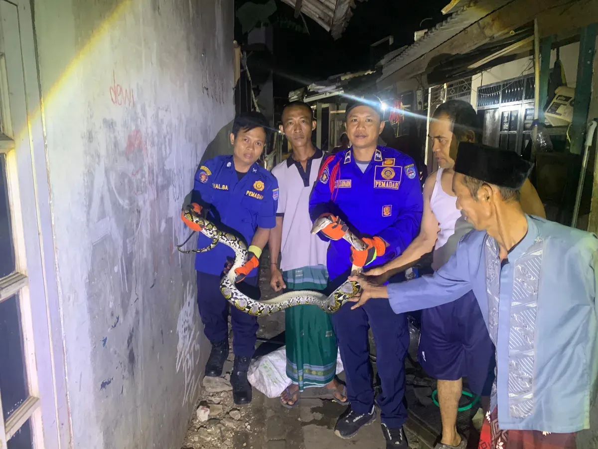 Petugas Damkar Depok berhasil mengevakuasi ular sanca panjang 3 meter. Ular ini berkeliaran di pemukiman padat penduduk yang sempat membuat warga Tapos resah. (Sumber: Damkar Depok)