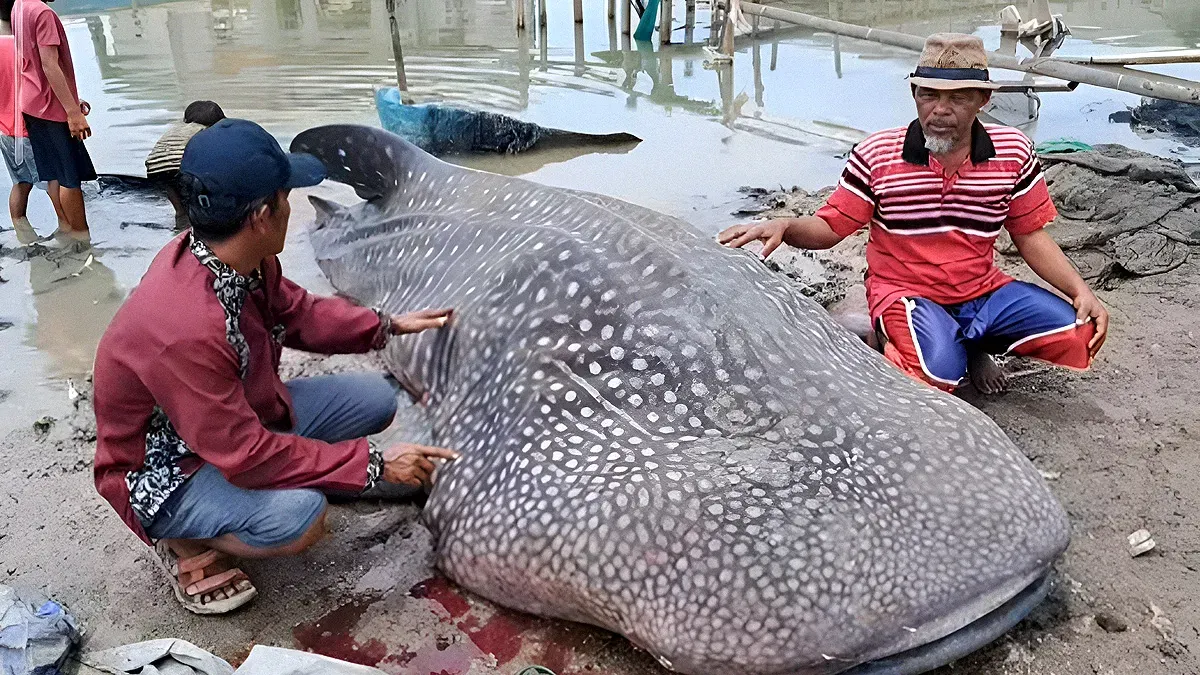 Warga Kampung Muara Mati, Kabupaten Bekasi, menemukan seekor hiu tutul sepanjang sekitar 5 meter dalam kondisi mati pada Selasa, 30 September 2025. (Sumber: Istimewa)