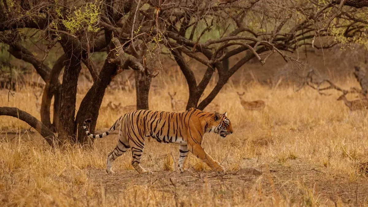 Ilustrasi harimau. (Sumber: Freepik/vladimircech)