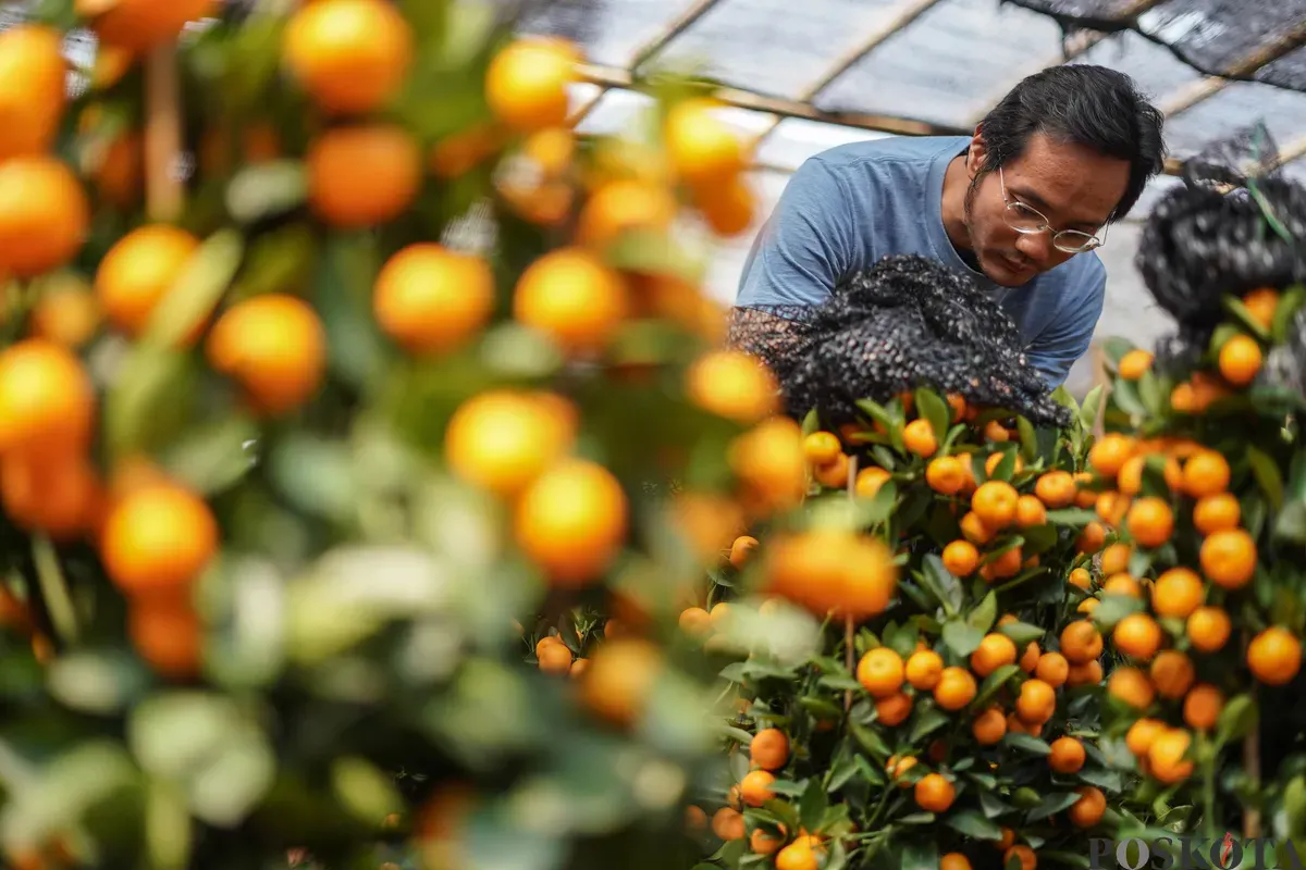Pekerja merawat pohon jeruk imlek yang dijual dikawasan Meruya Utara, Jakarta Barat, Selasa, 3 Februari 2026. (Sumber: Poskota/Bilal Nugraha Ginanjar)