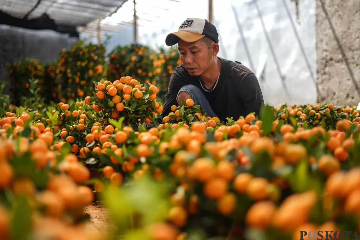 Pekerja merawat pohon jeruk imlek yang dijual dikawasan Meruya Utara, Jakarta Barat, Selasa, 3 Februari 2026. (Sumber: Poskota/Bilal Nugraha Ginanjar)