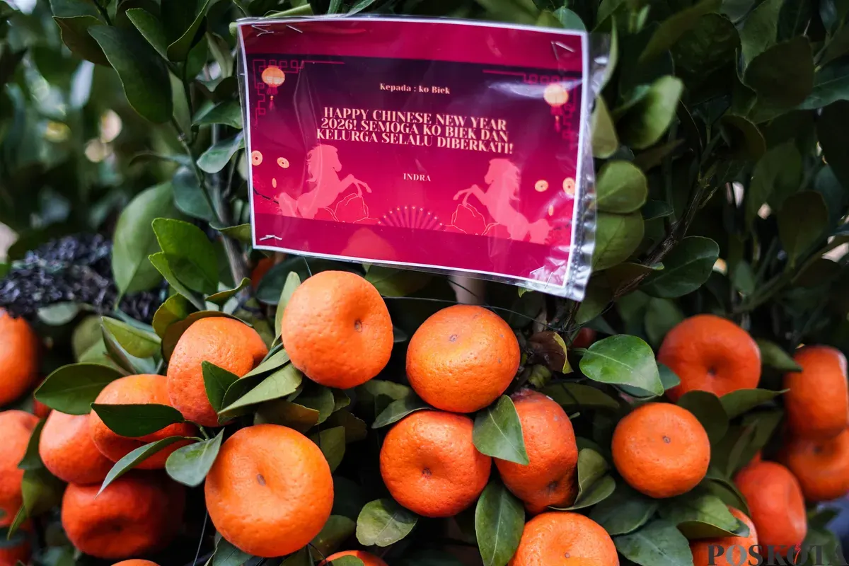 Pekerja merawat pohon jeruk imlek yang dijual dikawasan Meruya Utara, Jakarta Barat, Selasa, 3 Februari 2026. (Sumber: Poskota/Bilal Nugraha Ginanjar)