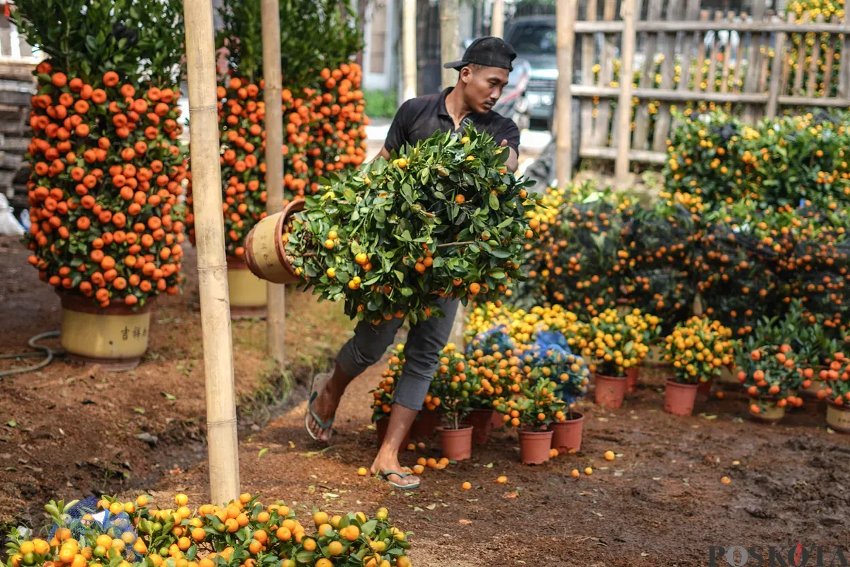 Pekerja merawat pohon jeruk imlek yang dijual dikawasan Meruya Utara, Jakarta Barat, Selasa, 3 Februari 2026. (Sumber: Poskota/Bilal Nugraha Ginanjar)