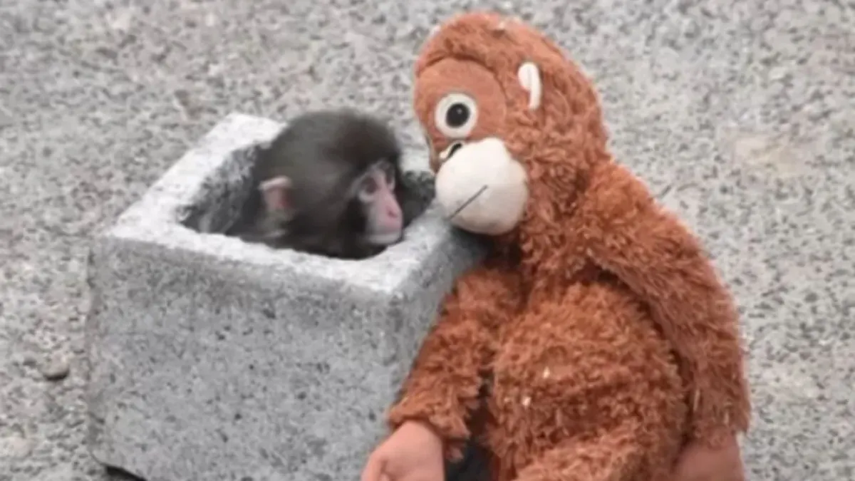 Bayi monyet Punch yang viral di Jepang (Sumber: Instagram/@pembasmii.kehaluan)