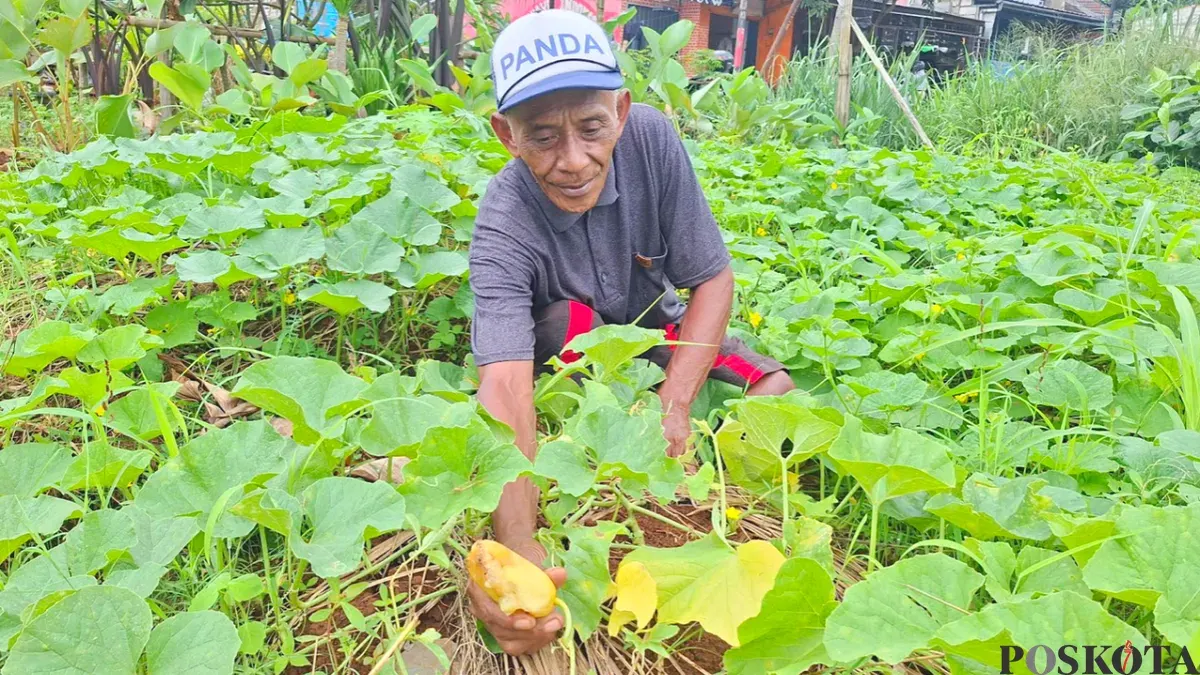 isan Boyeng, petani buah timun suri yang mengalami gagal panen saat Ramadhan. (Sumber: Poskota/Angga Pahlevi)