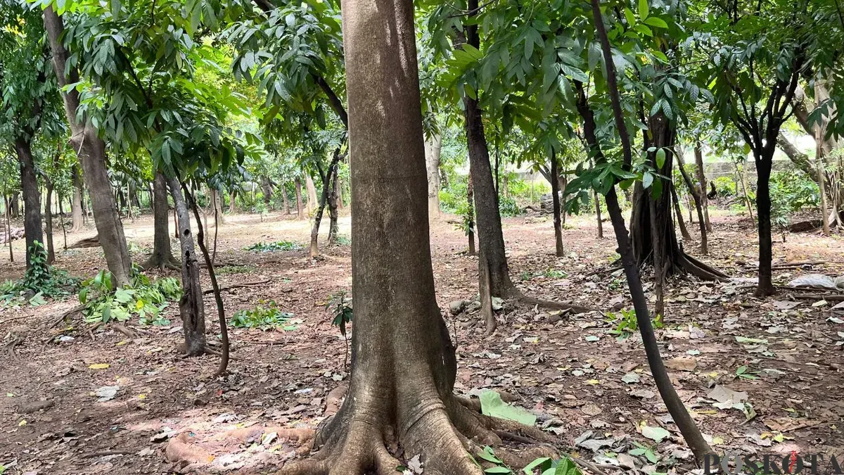 Taman Hutan Kora Cawang, Jakarta Timur, Sabtu, 28 Februari 2026. (Sumber: Poskota/M Tegar Jihad)