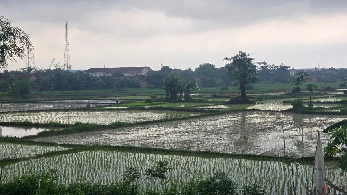 Area persawahan di Kabupaten Tangerang terdampak banjir hingga mengakibatkan gagal panen. (Sumber: Poskota/Veronica Prasetio)