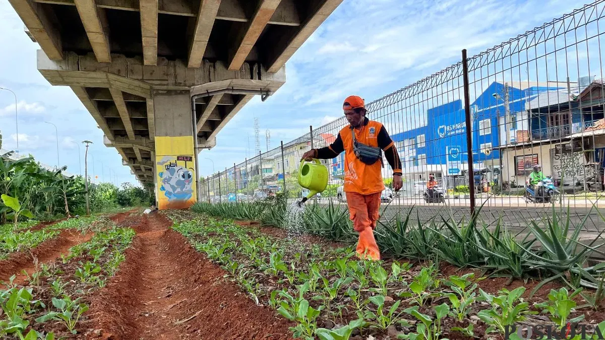 Petugas PPSU Agus Suprihatin menyirami lahan pertanian di Kolong Tol RW 13 Cipinang Melayu, Jakarta Timur, Selasa, 3 Maret 2026. (Sumber: Poskota/M. Tegar Jihad)