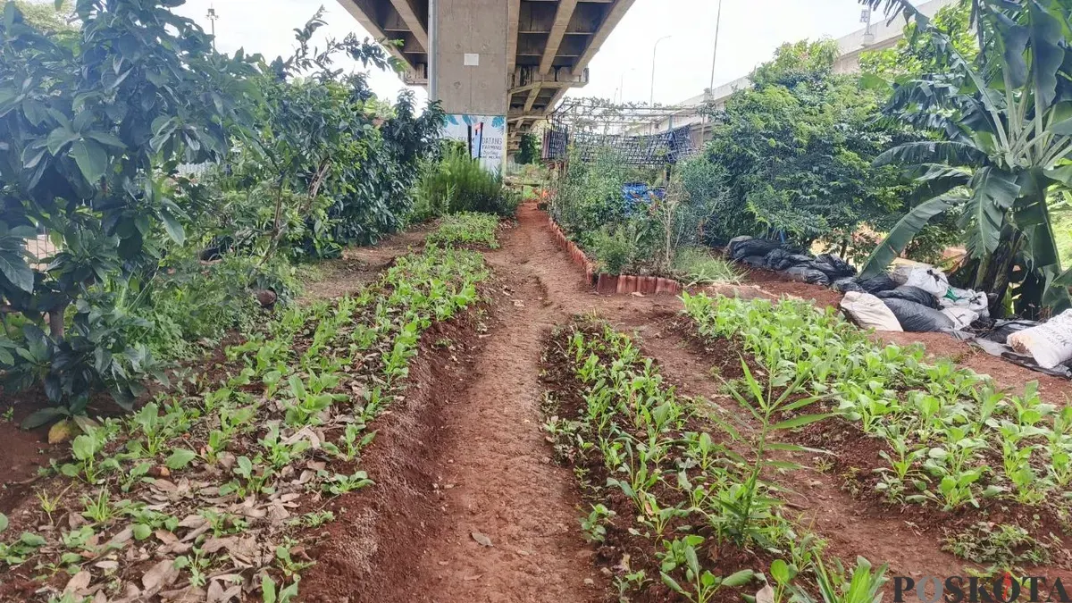 Urban Farming di bawah Tol Becakayu, Jakarta Timur, Selasa, 3 Maret 2026. (Sumber: Poskota/M. Tegar Jihad)