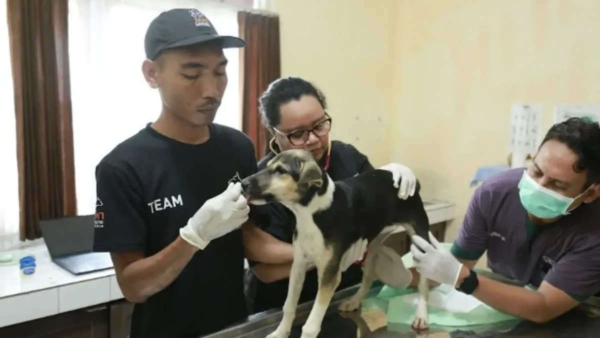 Ilustrasi pemeriksaan seekor anjing. (Sumber: Dok. Istimewa)