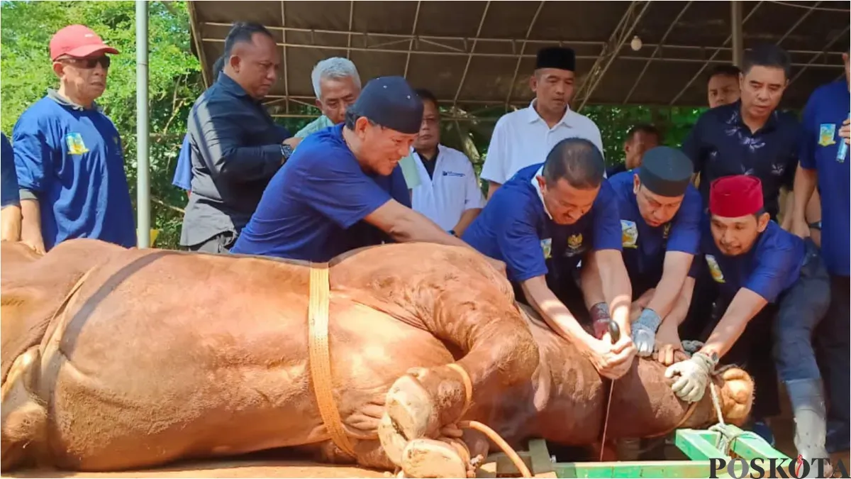Wali Kota Jakarta Selatan, M Anwar dibantu panitia kurban menyembelih hewan kurban sapi limosin pemberian Presiden. (Sumber: Poskota/Angga)