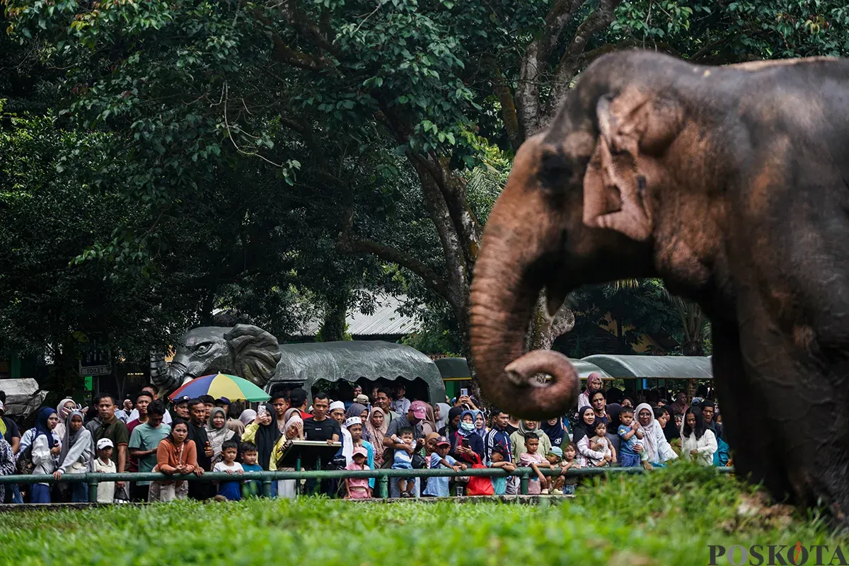 Pengunjung menyaksikan aneka jenis hewan saat mengisi masa libur Lebaran 2025 di Taman Margasatwa Ragunan, Jakarta Selatan, Sabtu, 5 April 2025. (Sumber: Poskota/Bilal Nugraha Ginanjar)