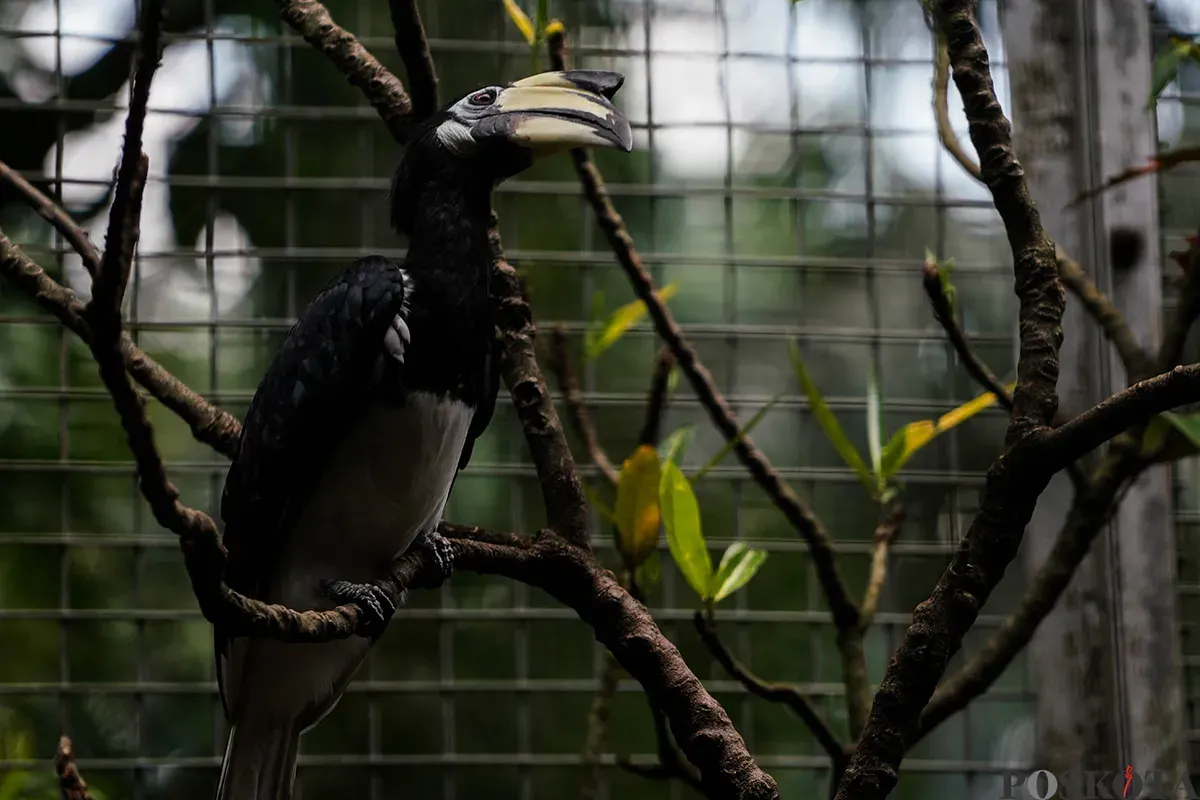 Pengunjung menyaksikan aneka jenis hewan saat mengisi masa libur Lebaran 2025 di Taman Margasatwa Ragunan, Jakarta Selatan, Sabtu, 5 April 2025. (Sumber: Poskota/Bilal Nugraha Ginanjar)