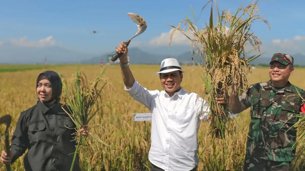 Bupati Bandung Dadang Supriatna (tengah) saat mengikuti panen raya padi di Desa Sumbersari, Kecamatan Ciparay, Kabupaten Bandung. (Sumber: Dok. Humas Pemkab Bandung)