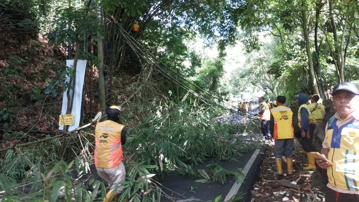 Petugas melakukan evakuasi pohon bambu yang tumbang di Kawasan Alam Sejuk, Lembang, Kabupaten Bandung Barat. (Sumber: Poskota/Gatot Poedji Utomo)