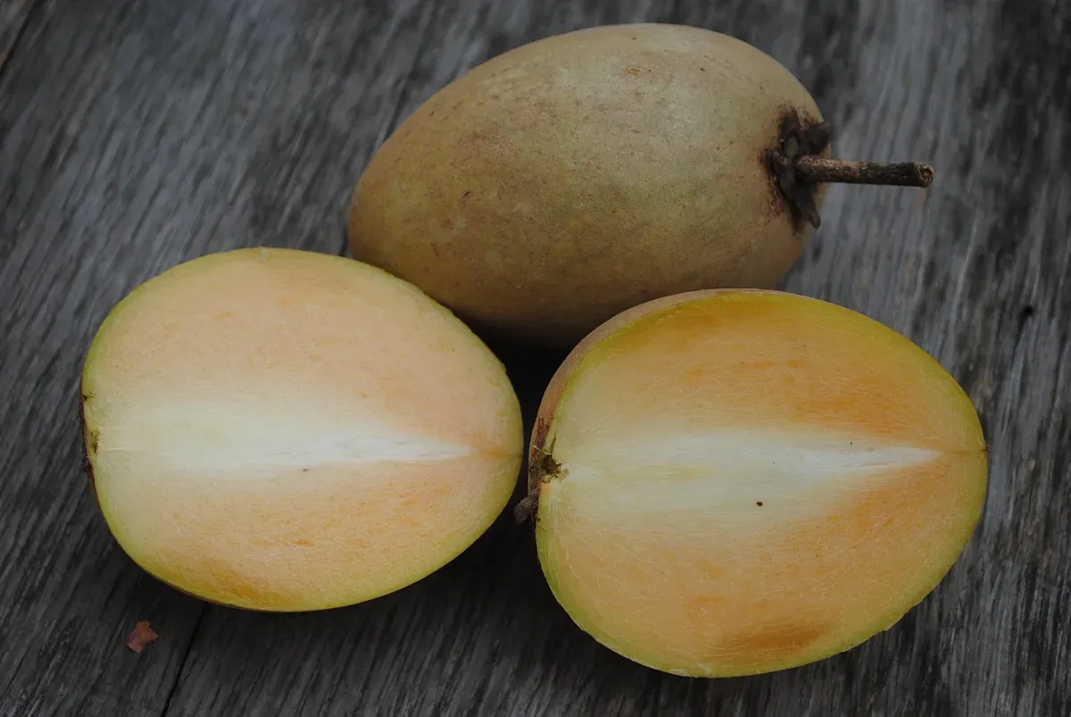 Inilah Manfaat Buah Sawo yang Belum Banyak Orang Ketahui, Bisa Mengobati Batuk (Buah Sawo/Pixabay)